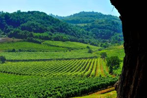 Colli-Berici-DOC-vigne-da-albero
