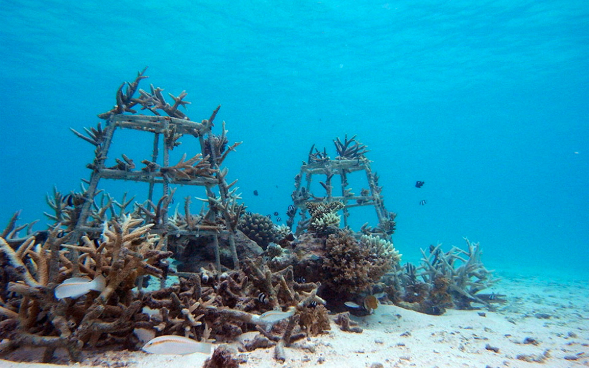 Environmental Sustainability - Coral Conservation Project South Ari
