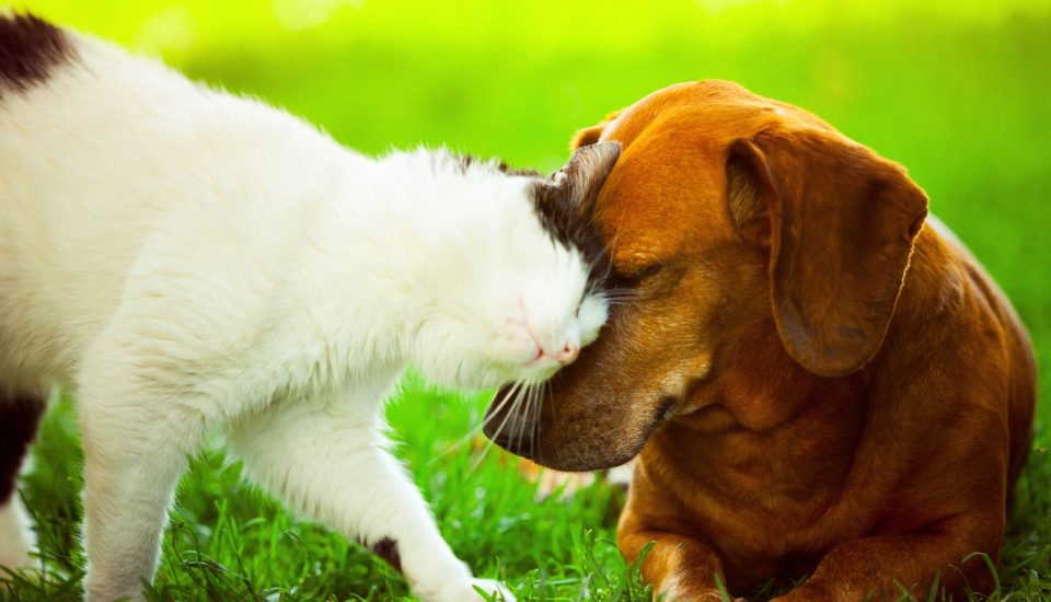 Animali di piccola taglia ammessi