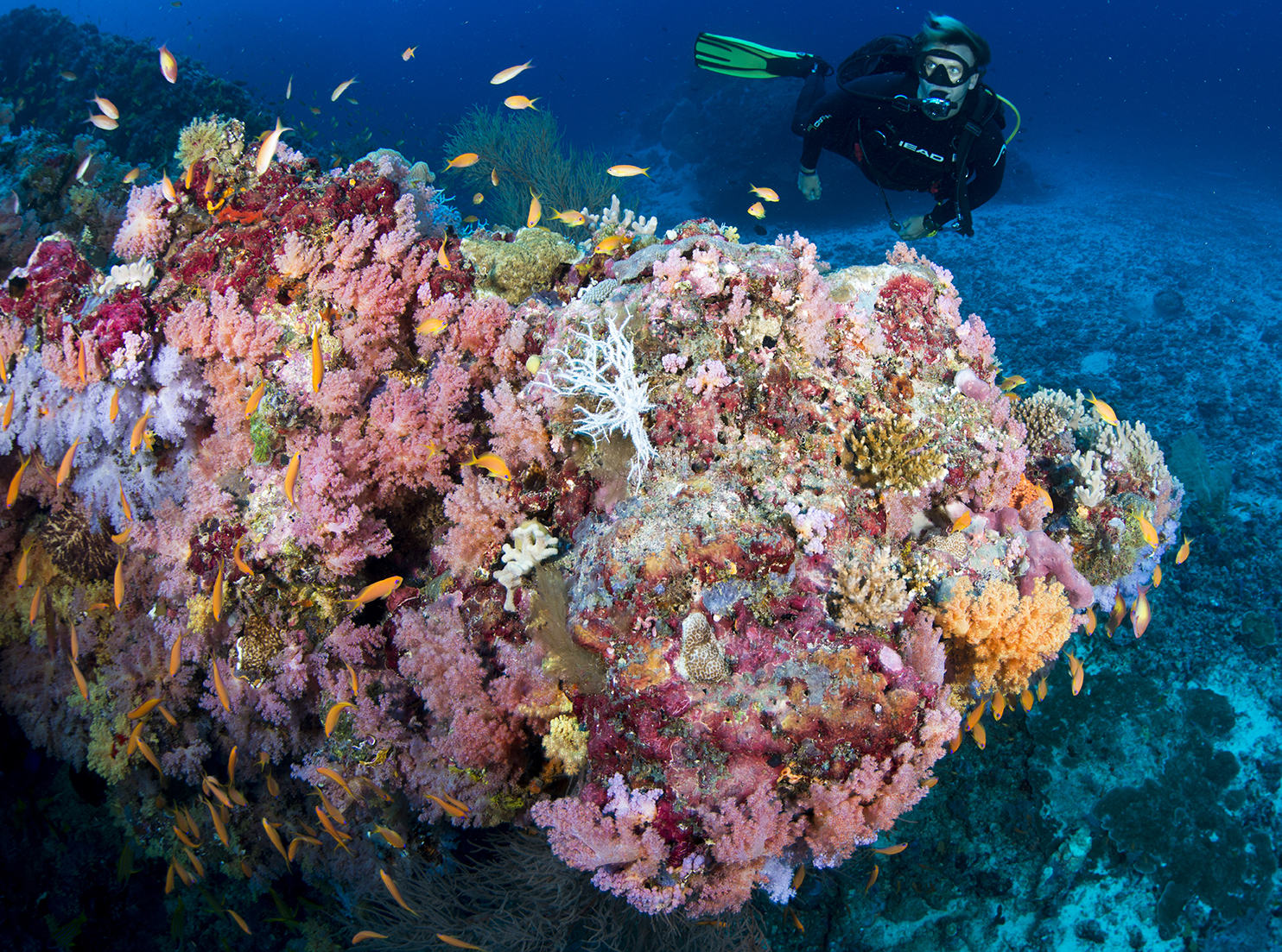 Sports & Excursions - House Reef Snorkeling Maldives Hotel - Sandies ...