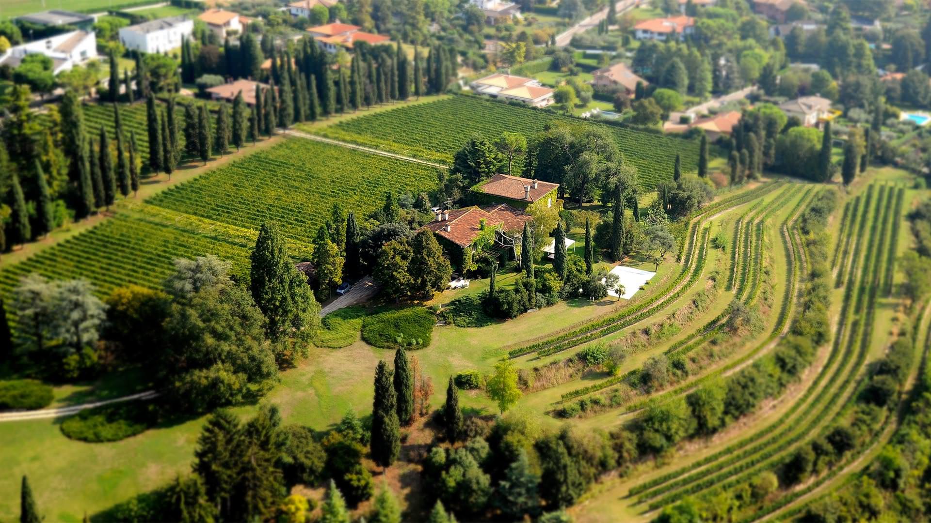 Experiences Wine tasting at "le vigne di san pietro" Dossobuono